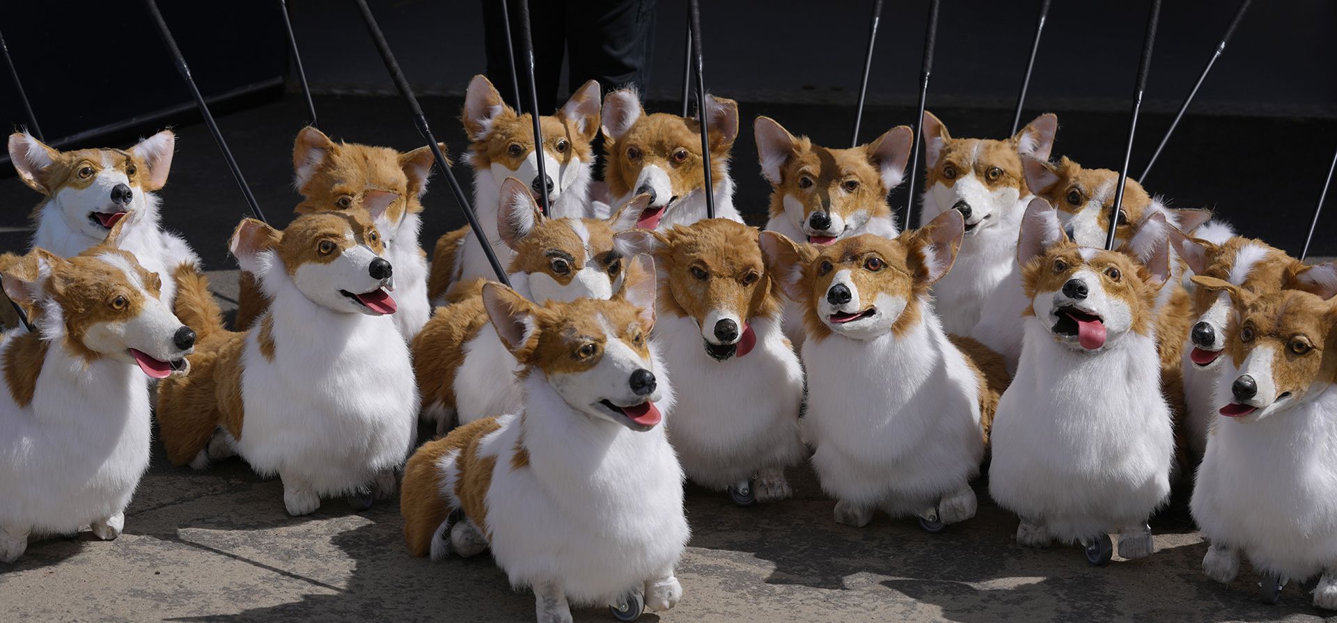 Un grupo de marionetas de corgi hechas por la fabricante Louise Jones, basada en corgis reales pasados y presentes, parte de
