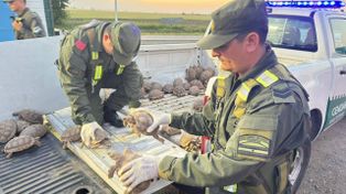 Secuestraron en Totoras más de 160 tortugas provenientes de Santiago del Estero