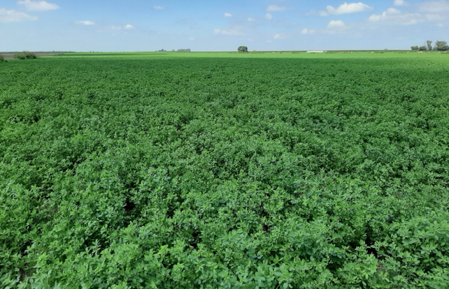 Los alfatips para una siembra de alfalfa exitosa