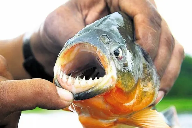 La mayoría de los ataques de palometas ocurrieron en zonas habilitadas para ingresar