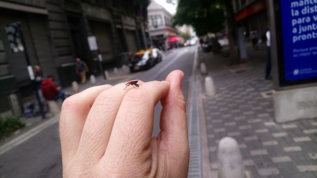 ¿Qué son esos bichos? Lo que hay que saber de las extrañas mosquitas que invaden Rosario
