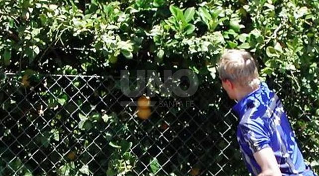 Retuvieron a un chico de 14 años por robar naranjas