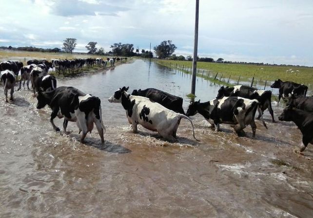 Así está la situación en Suardi. Elisabeth Acevedo de la Estancia La Porteña envió a las fotos al Whatsapp de Diario UNO (3426984114).