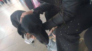 Echaron a un perro de la Terminal de Ómnibus y el video viral derivó en una denuncia