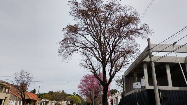 Advirtierten sobre el avanzado deterioro de este ejemplar escaso. Está ubicado en avenida Ejército. Una obra en construcción podrían estar afectando su salud