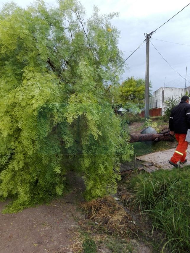 Por el temporal hubo árboles caídos, cables cortados y cinco familias asistidas