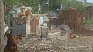Santa Fe tiene ley para controlar la población animal