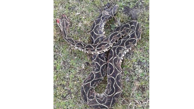 Entre Ríos: hallaron una yarará de casi dos metros en una chacra