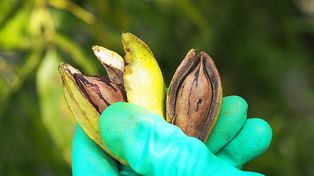 Entre Ríos crece con la incorporación de derivados de la nuez pecán al Código Alimentario Argentino. Es un paso estratégico para la industria agroalimentaria