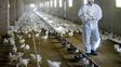 Gripe aviar: piden extremar medidas para evitar un brote mayor