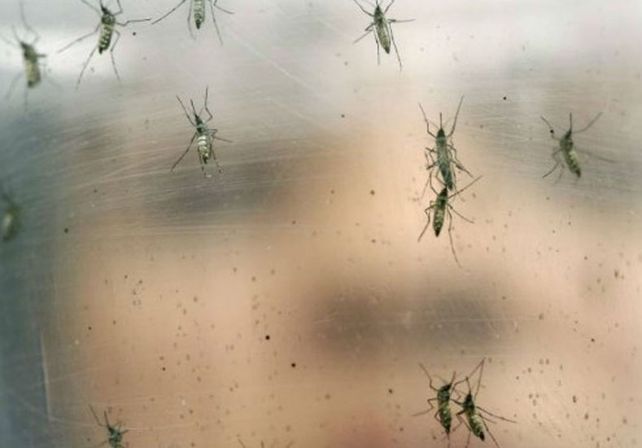 Ascienden a más de 1.590 los casos de dengue confirmados en la provincia