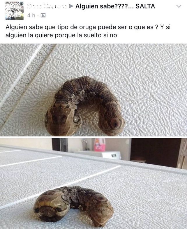 El extraño bicho que apareció en Salta y espantó a todos
