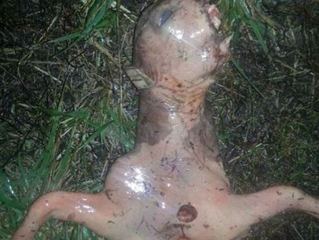 Apareció una extraña criatura en un patio