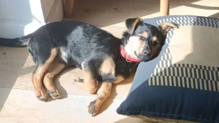Se salvó el perrito Coco: finalmente no será deportado ni sacrificado