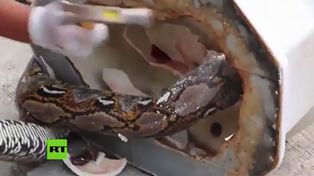Que sorpresa!... lo mordió una pitón cuando estaba en el inodoro