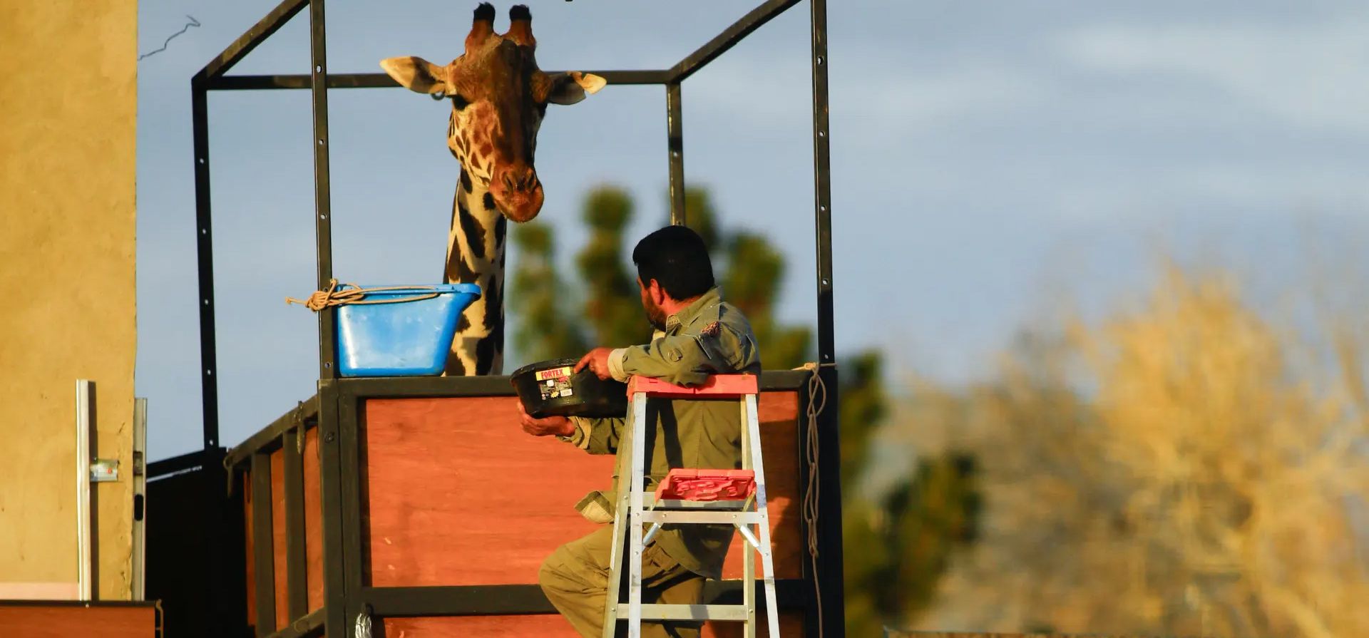 La jirafa Benito se encuentra en un contenedor en el que será trasladado a African Safari en la ciudad de Puebla, Ciudad Juarez. Fotografía: José Luis González/Reuters La jirafa Benito se encuentra en un contenedor en el que será trasladado a African Safari en la ciudad de Puebla, Ciudad Juarez. Fotografía: José Luis González/Reuters