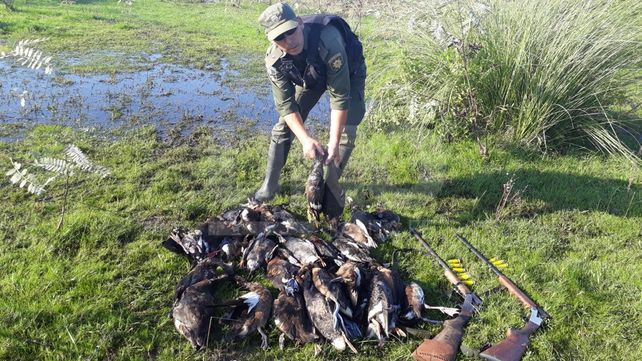 Arroyo Leyes: secuestraron 347 patos crestones depredados