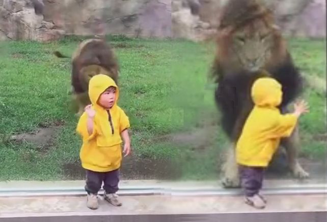 Un vidrio  salvó a un nene de ser atacado por un enfurecido león