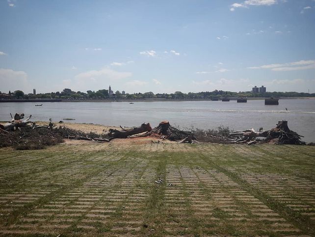 El municipio explicó por qué sacó los tres árboles de costanera este