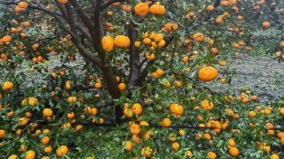 Departamento Concordia: el granizo produjo daños en plantaciones cítricas
