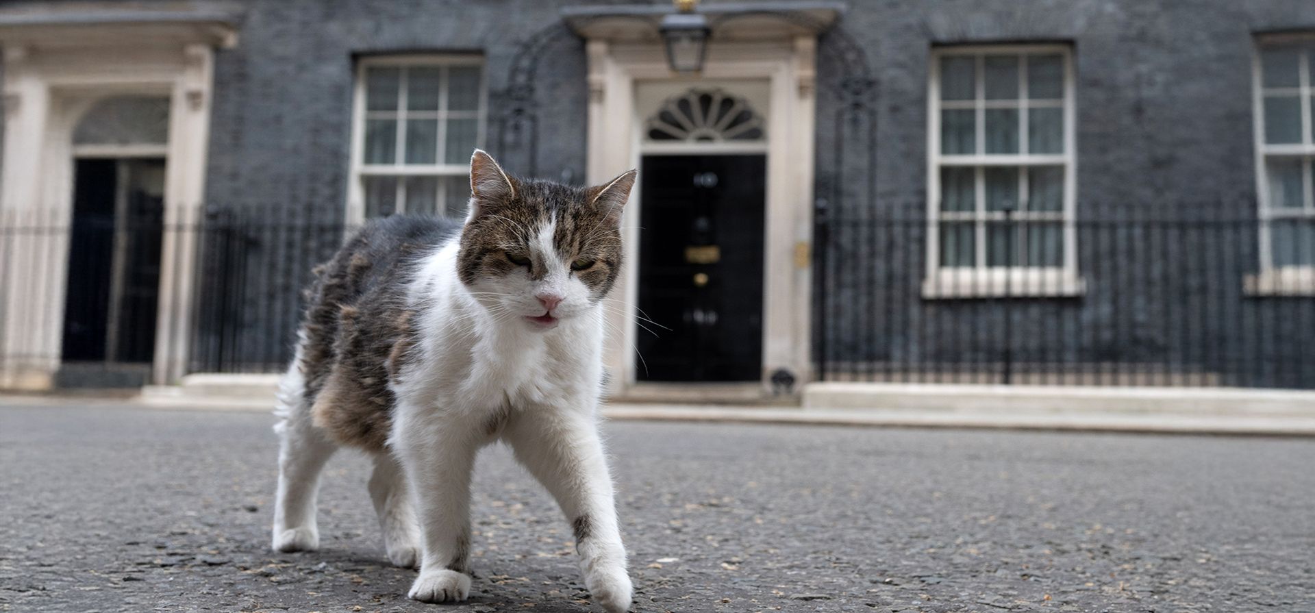 Larry el gato, el principal cazador de ratones de la Oficina del Gabinete, pasea por el número 10 de Downing Street en Londres, el jueves 14 de mayo de 2026, mientras los esfuerzos por derrocar al primer ministro británico Keir Starmer probablemente se conviertan en una rebelión abierta ese mismo día. (Foto AP/Thomas Krych) Larry el gato, el principal cazador de ratones de la Oficina del Gabinete, pasea por el número 10 de Downing Street en Londres, el jueves 14 de mayo de 2026, mientras los esfuerzos por derrocar al primer ministro británico Keir Starmer probablemente se conviertan en una rebelión abierta ese mismo día. (Foto AP/Thomas Krych)