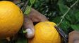 citrus: se inicio la cosecha en los campos entrerrianos citrus: se inicio la cosecha en los campos entrerrianos