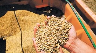 Federación Agraria, en alerta por posible aumento de retenciones