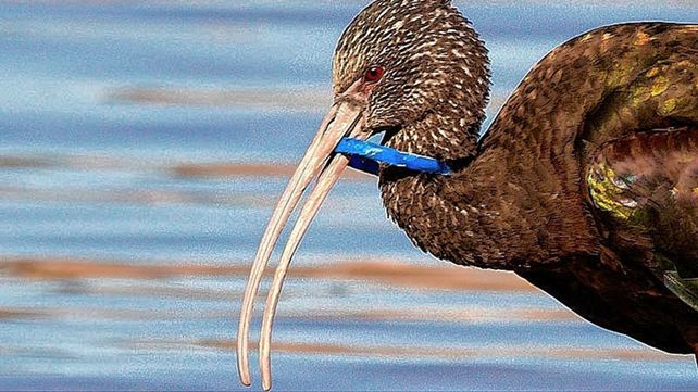 Río Paraná: casi el 60% de los animales que se enredan con plásticos mueren