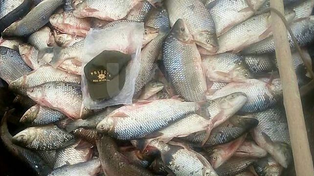 Secuestraron a depredadores 2500 sábalos en Arroyo Leyes y 40 nutrias en San Justo