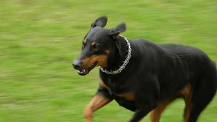 Le amputaron la otra pierna a la joven atacada por tres perros doberman