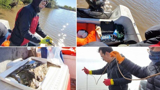 Investigación de Conicet indica niveles superiores de cobre