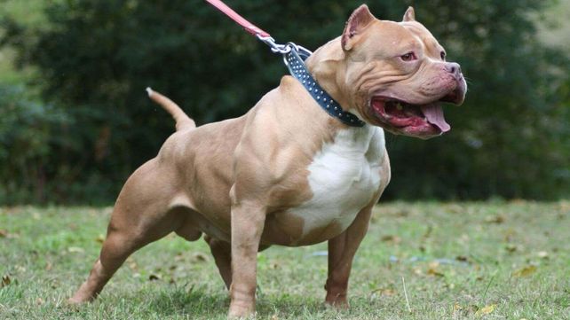 Córdoba exigirá una licencia y seguro a los dueños de los perros peligrosos