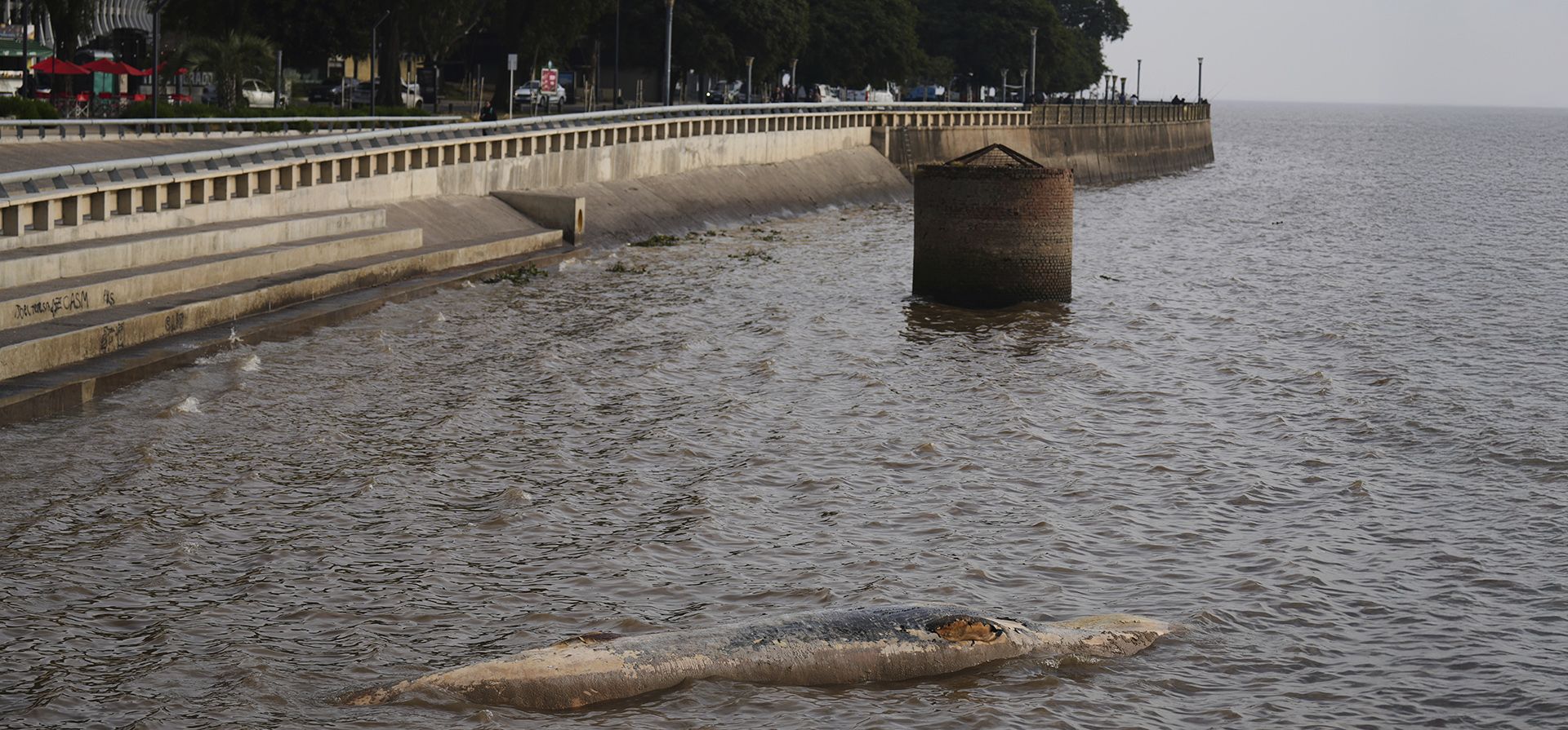 Una ballena muerta flota en la costa de Buenos Aires, Argentina, el martes 15 de julio de 2025. (Foto AP/Natacha Pisarenko) Una ballena muerta flota en la costa de Buenos Aires, Argentina, el martes 15 de julio de 2025. (Foto AP/Natacha Pisarenko)