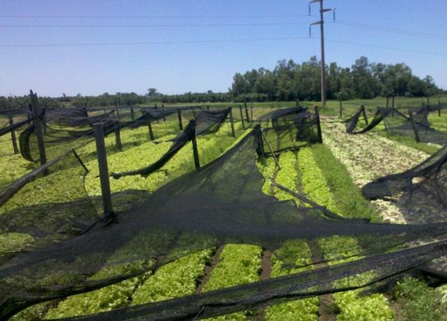Destrozos. Las consecuencias del fuerte viento y de la lluvia del sábado por la mañana se sintieron en el cinturón verde del norte de la ciudad. Se dañó parte de la producción y de las estructuras de las quintas.