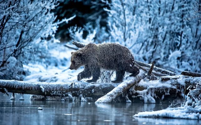 El oso de hielo viene ... Photo by Andy Skillen, Reino Unido