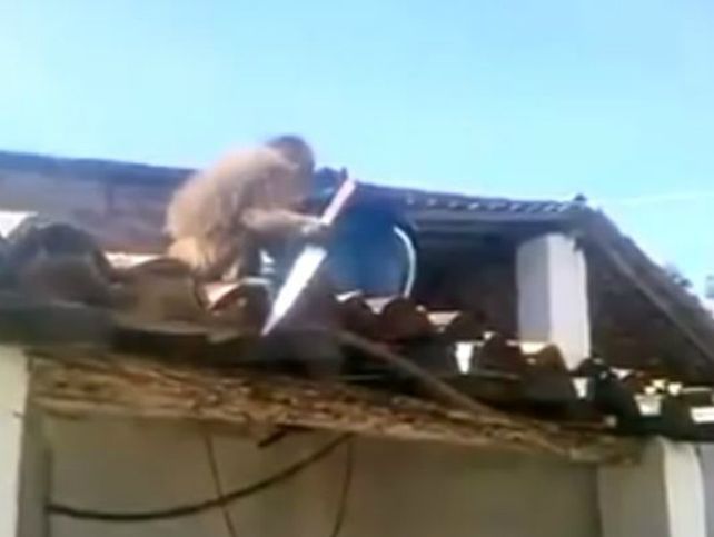 Un mono con un arma blanca causó pánico en un pequeño pueblo brasileño.
