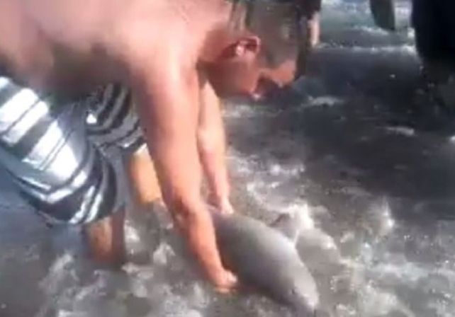 VIDEO: Así sacaron del mar al delfín bebé de Santa Teresita