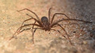 La araña loxosceles posee un veneno mortal y suele anidar en domicilios o lugares en desuso.