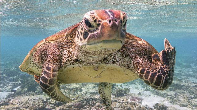 Las divertidas imágenes  del Comedy Wildlife Photography Awards 2020