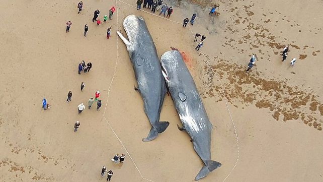Los expertos creen que las ballenas se desorientaron buscando comida.