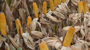 La FAO señaló que los precios de los alimentos retrocedieron en enero.