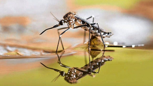 Dengue en Santa Fe: tras el último fin de semana largo, temen un rebrote de casos en algunos departamentos Dengue en Santa Fe: tras el último fin de semana largo, temen un rebrote de casos en algunos departamentos