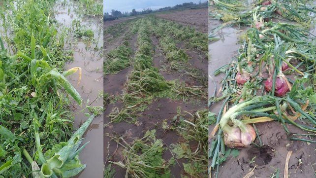 Las lluvias destrozaron parte de la producción de verduras en la ciudad: Va ir escaseando 