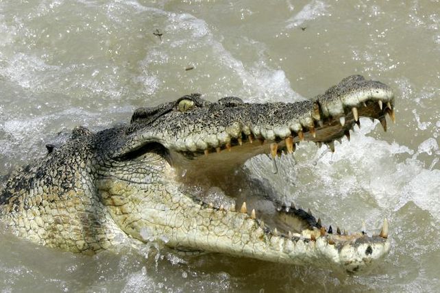 Cocodrilos atacaron un barco de pasajeros en Australia.