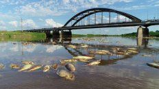 Desastre. Gran cantidad de peces flotan en el río Salado y eso generó una enorme preocupación de pescadores y autoridades provinciales. Desastre. Gran cantidad de peces flotan en el río Salado y eso generó una enorme preocupación de pescadores y autoridades provinciales.