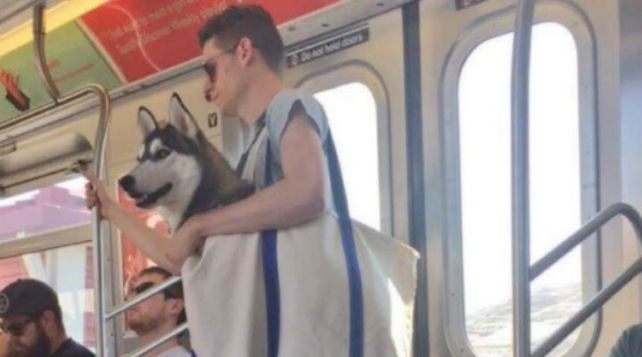 Como ser perro en Nueva York para viajar en subte y no morir en el intento