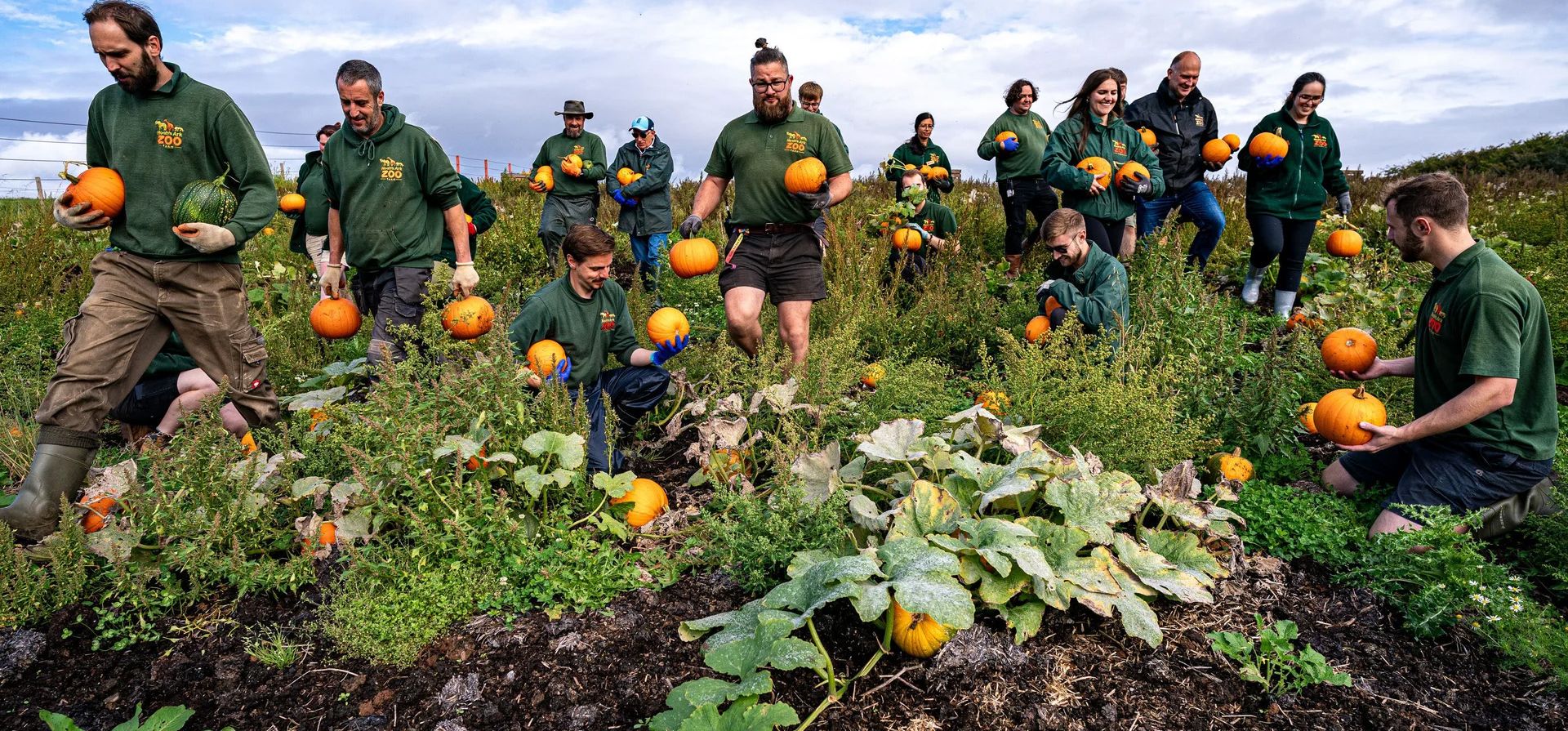 El personal de la granja del zoológico del Arca de Noé cosecha 10.000 calabazas que se han cultivado de forma sostenible utilizando estiércol de elefante y rinoceronte como fertilizante, Wraxall, Reino Unido. Fotografía: Ben Birchall/PA El personal de la granja del zoológico del Arca de Noé cosecha 10.000 calabazas que se han cultivado de forma sostenible utilizando estiércol de elefante y rinoceronte como fertilizante, Wraxall, Reino Unido. Fotografía: Ben Birchall/PA