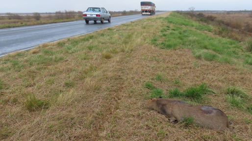 Santa Fe es la segunda provincia con más atropellamientos de fauna: en qué áreas se registran más casos