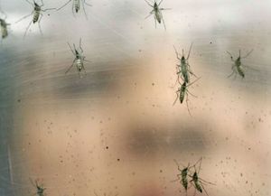 Ascienden a más de 1.590 los casos de dengue confirmados en la provincia