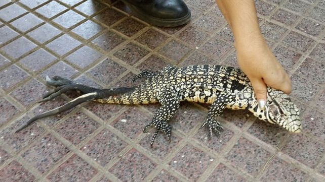 Increíble: encontraron una iguana con cinco colas en Córdoba